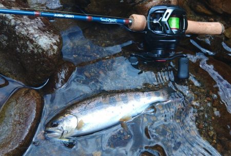 新緑の渓でアマゴと戯れる ～長良川水系～